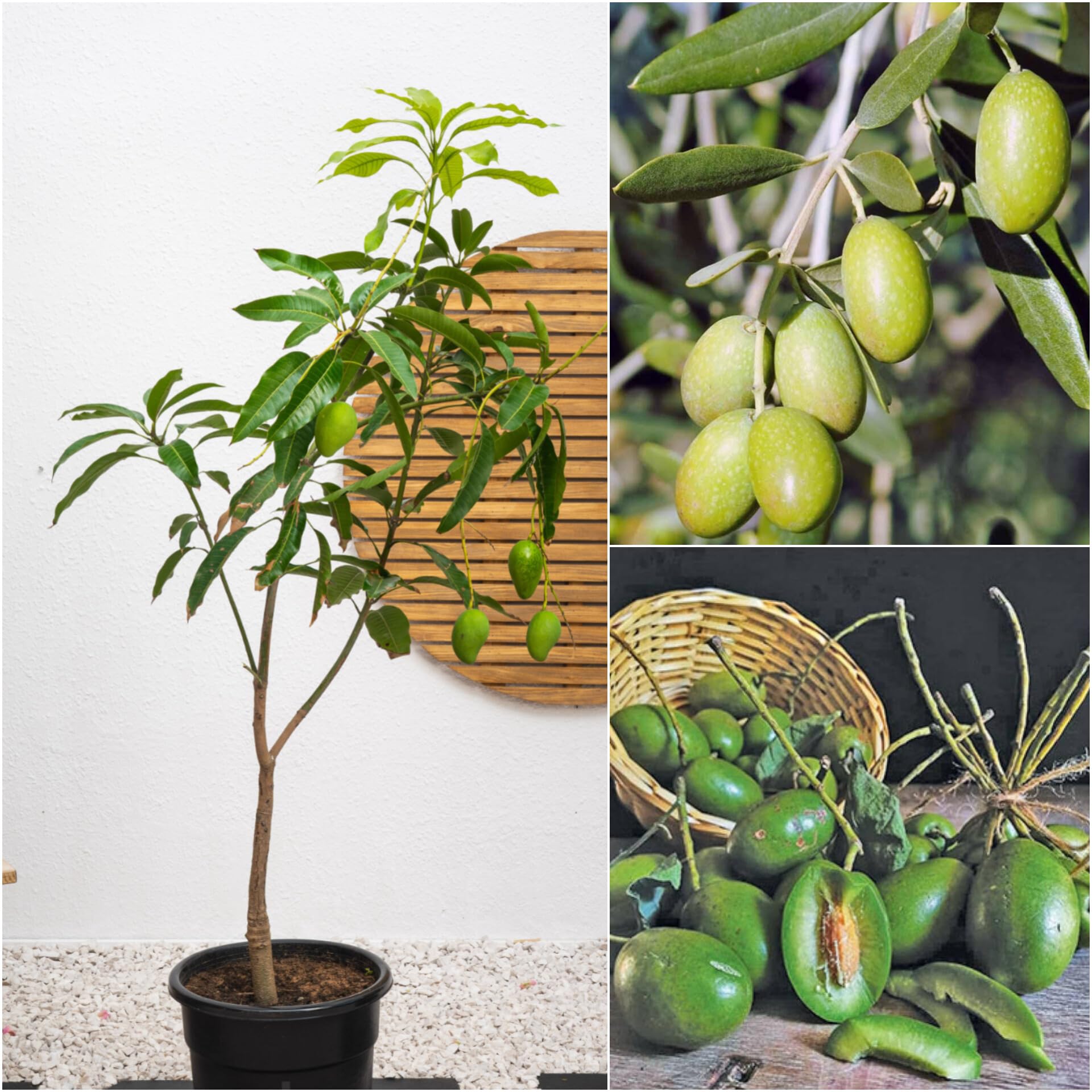 Olive Plants — Exotic Fruits sapling available at Agro Nursery Garden